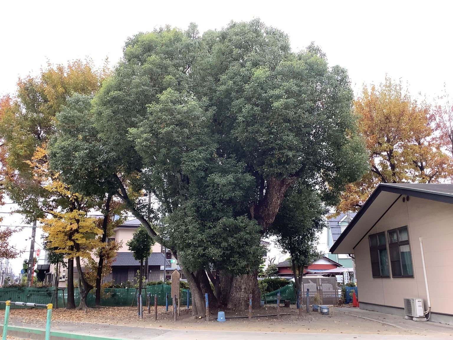11/25 くすのき | 志木市立宗岡小学校